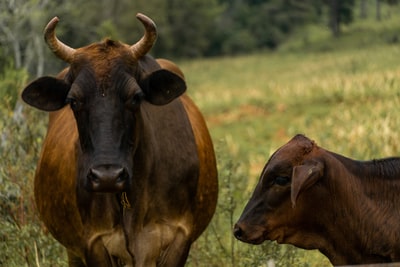 白天在绿草如茵的草地上养着一头棕色的奶牛